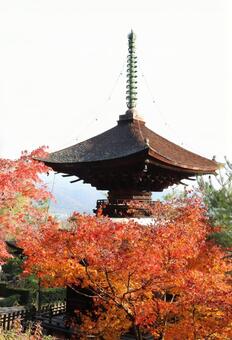 常寂光寺　多宝塔と紅葉 常寂光寺,多宝塔,紅葉の写真素材