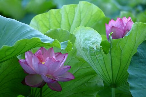 神聖な花 神聖な花 ハス,花,ハス科の植物の写真素材