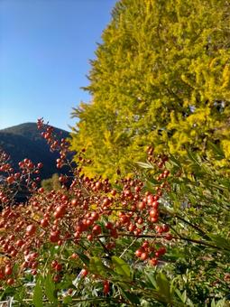 秋の紅葉の写真