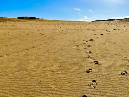 鳥取砂丘 鳥取,鳥取砂丘,鳥取県の写真素材