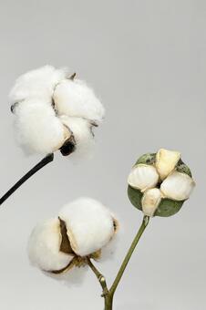 綿花 綿木,野外,自然の写真素材