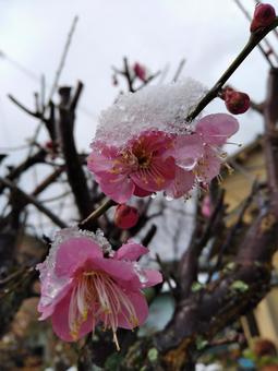 梅と雪 梅,紅梅,雪の写真素材
