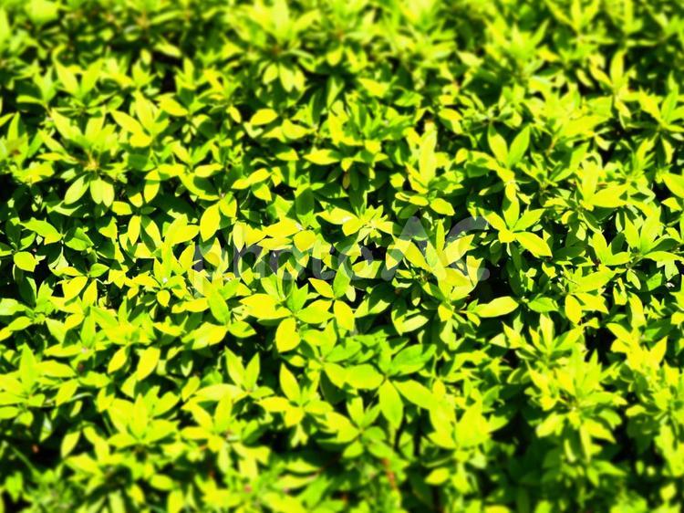 新緑イメージの背景素材 緑,グリーン,背景の写真素材