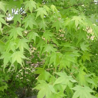 Green maple leaves, JPG
