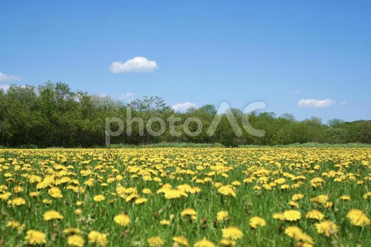 一面に広がるたんぽぽの花畑 たんぽぽ,花,花畑の写真素材