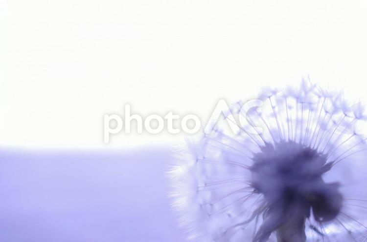 たんぽぽの綿毛06 タンポポ,綿毛,タンポポの綿毛の写真素材