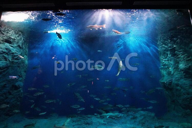水族館の人気者 魚,水族館,水の写真素材