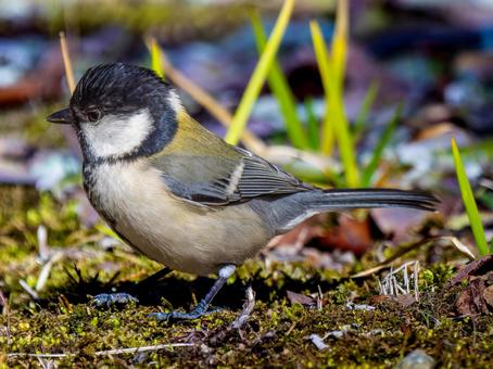 地面を歩くシジュウカラ 地面を歩くシジュウカラの写真