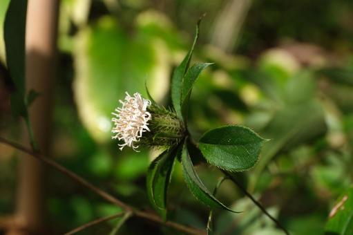 オケラの花 オケラの花 オケラ,朮,キク科の写真素材