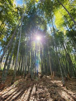 竹林 竹林の写真