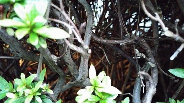 絡まる草木 絡まる草木の写真