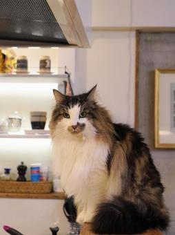 猫(ノルウェイジャンフォレストキャット) 猫(ノルウェイジャンフォレストキャット)の写真