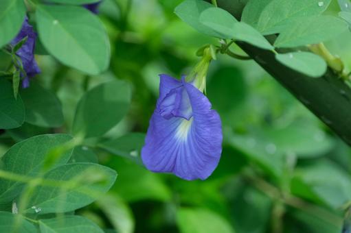 チョウマメの花 チョウマメの花の写真