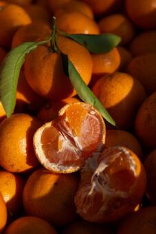 みかん狩り みかん,果物,みかん狩りの写真素材