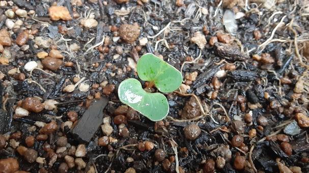 発芽した二十日大根 ラディッシュ,発芽,双葉の写真素材