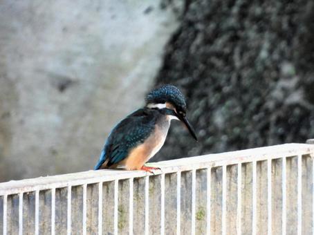 排水口にいるカワセミ3 排水口にいるカワセミ3 カワセミ,鳥,鳥類の写真素材