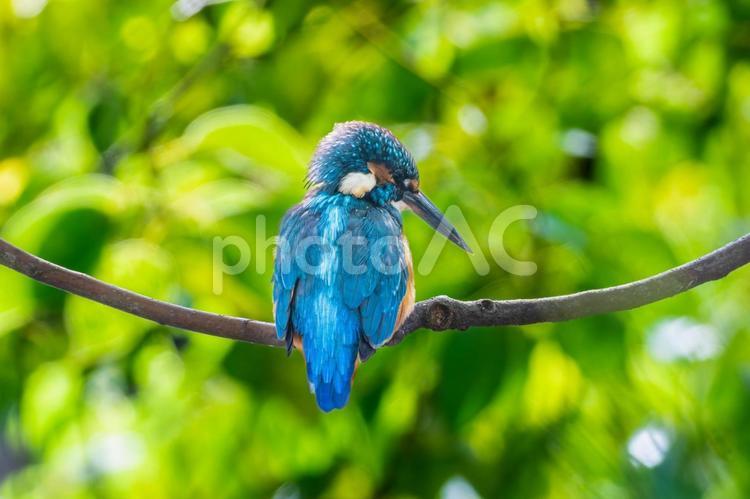 枝にとまるカワセミ カワセミ,野鳥,鳥の写真素材