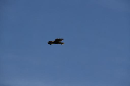 飛ぶ猛禽類_1 鳥,猛禽類,動物の写真素材