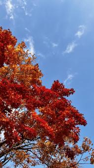 紅葉と秋の空 秋,もみじ,空の写真素材