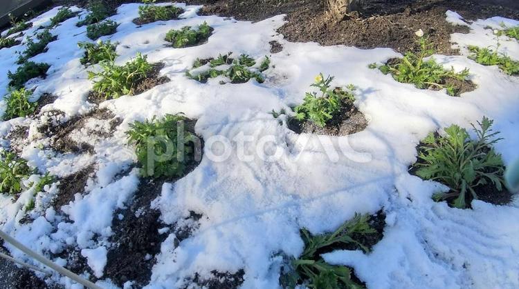 花壇の雪溶け 雪,冬,花壇の写真素材