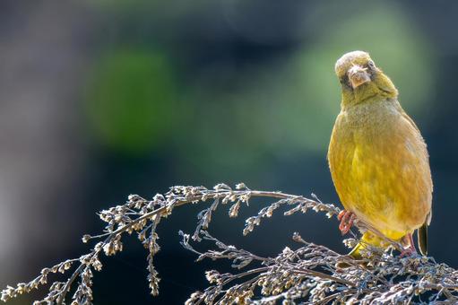 枝にとまるカワラヒワ・コピースペースの写真