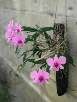 ひっそりと咲くランの写真