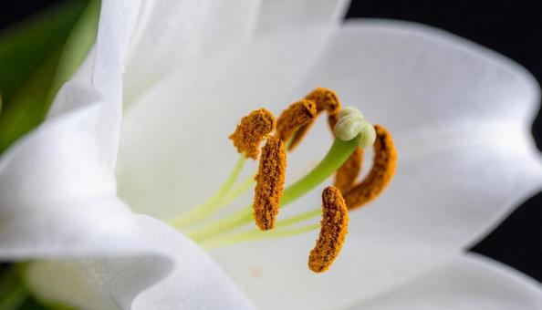 白いテッポウユリの花 白いテッポウユリの花の写真