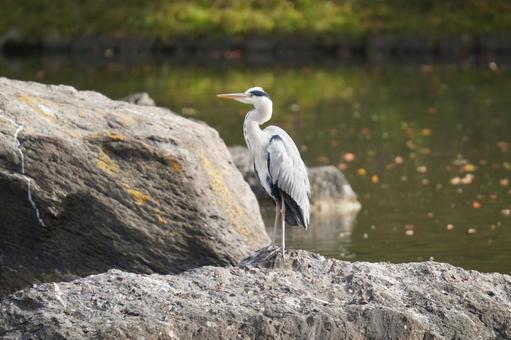アオサギ アオサギ,鳥類,癒しの写真素材