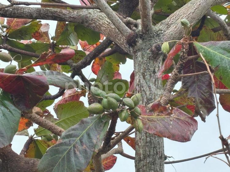 モモタマナの実 木,木の実,冬の写真素材