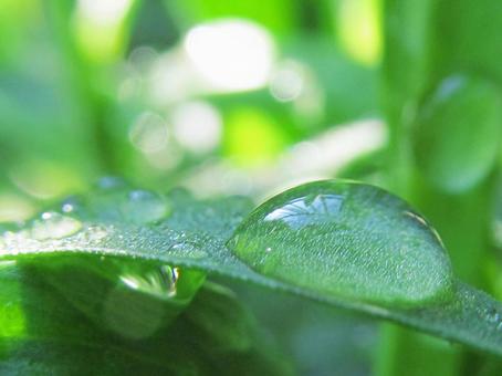 水滴と緑の葉の風景 水滴と緑の葉の風景 水滴,しずく,雨の写真素材