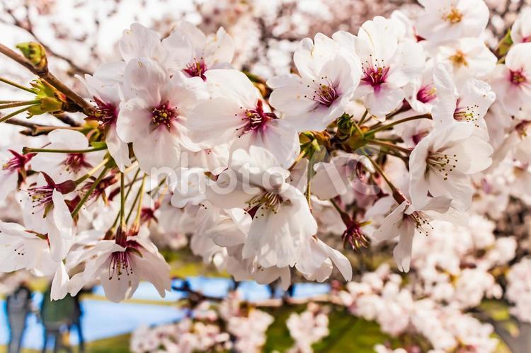 大阪城公園の桜２２（2019） 大阪城公園,大阪城,石垣の写真素材