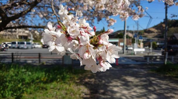 桜 桜の写真