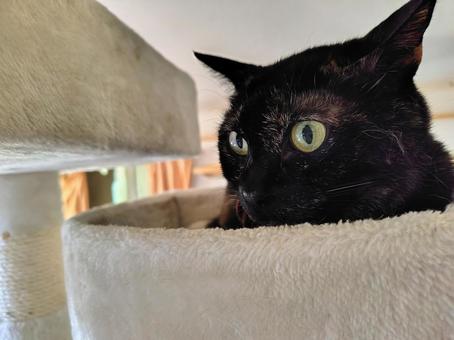 怖い怖い怖い サビ猫,ふわふわ,癒しの写真素材