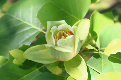 ユリノキの花 ユリノキの花の写真