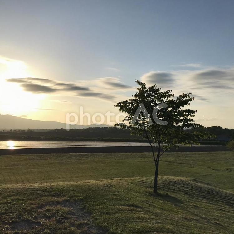 夕陽と木 田舎,木,美瑛の写真素材
