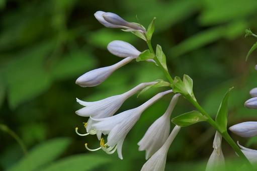 キヨスミギボウシ⑤ キヨスミギボウシ⑤ キヨスミギボウシ,キボウシ,夏の写真素材