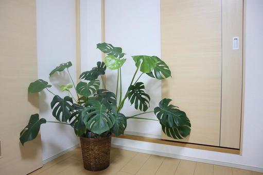 癒やしの空間、観葉植物のある部屋 癒やしの空間、観葉植物のある部屋 観葉植物,植物,グリーンの写真素材