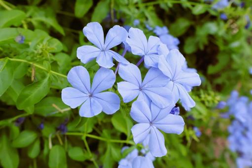 初夏から晩秋まで咲く庭のルリマツリの花 初夏から晩秋まで咲く庭のルリマツリの花の写真