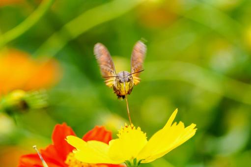 ヒメクロホウジャク(28) ヒメクロホウジャク(28) 蛾,虫,ヒメクロホウジャクの写真素材