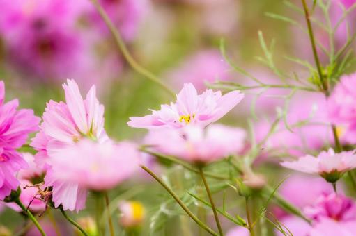 コスモス(68) 花,コスモス,アキザクラの写真素材