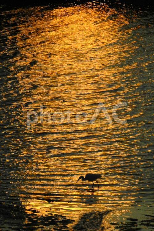 鷺のいる港の夕景 鷺,鳥,夕景の写真素材