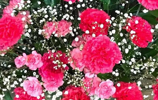 カーネーション カーネーションの写真