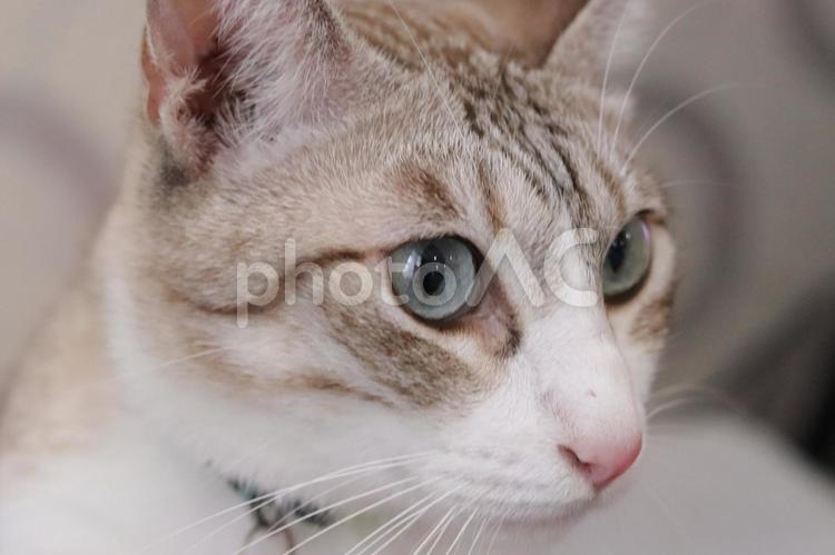 凛とした猫の横顔 猫,横顔,凛々しいの写真素材