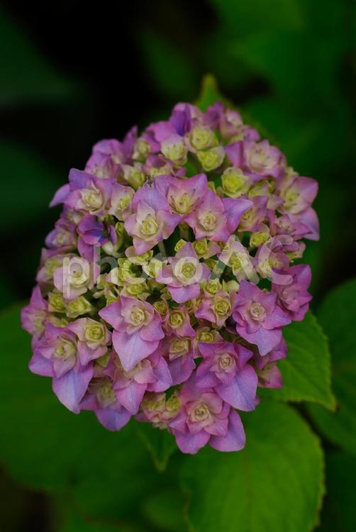 淡い色のアジサイ 紫陽花,アジサイ,東京ミッドタウンの写真素材