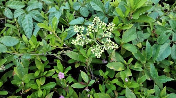 名もなき花と草花 名もなき花と草花の写真