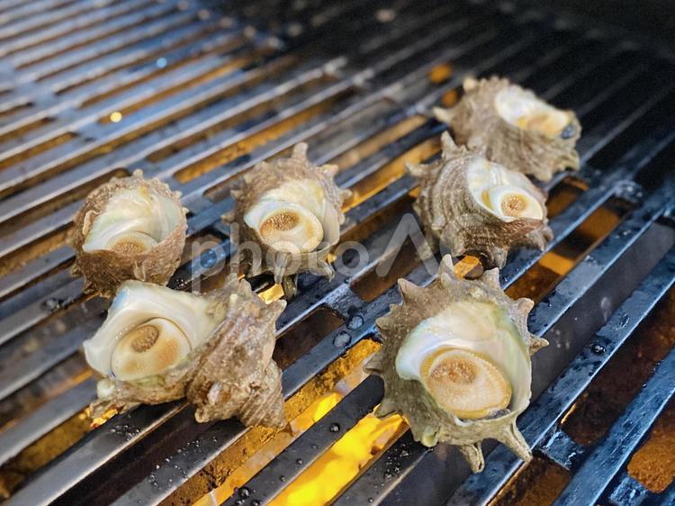 サザエのつぼ焼き サザエ,バーベキュー,海鮮の写真素材