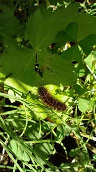 毛虫（クマケムシ） 毛虫,クマケムシ,ヒトリガ科の写真素材