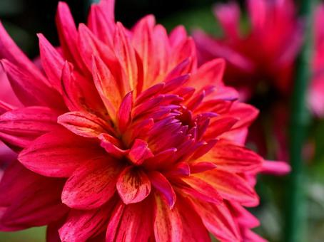 ダリア（大和なでしこ） ダリア,赤,秋の写真素材