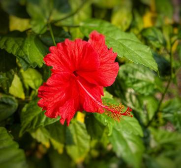 鮮やかで魅せられるハイビスカス 鮮やかで魅せられるハイビスカス ハイビスカス,赤花,沖縄の写真素材