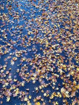 アスファルトに落ちた紅葉 紅葉,モミジ,落ち葉の写真素材